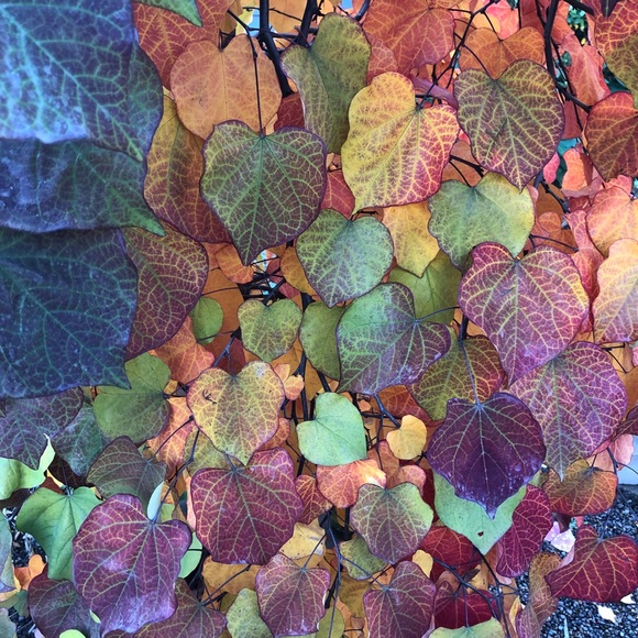 Meet your Posher, Bunnie - Picture 1 of 1